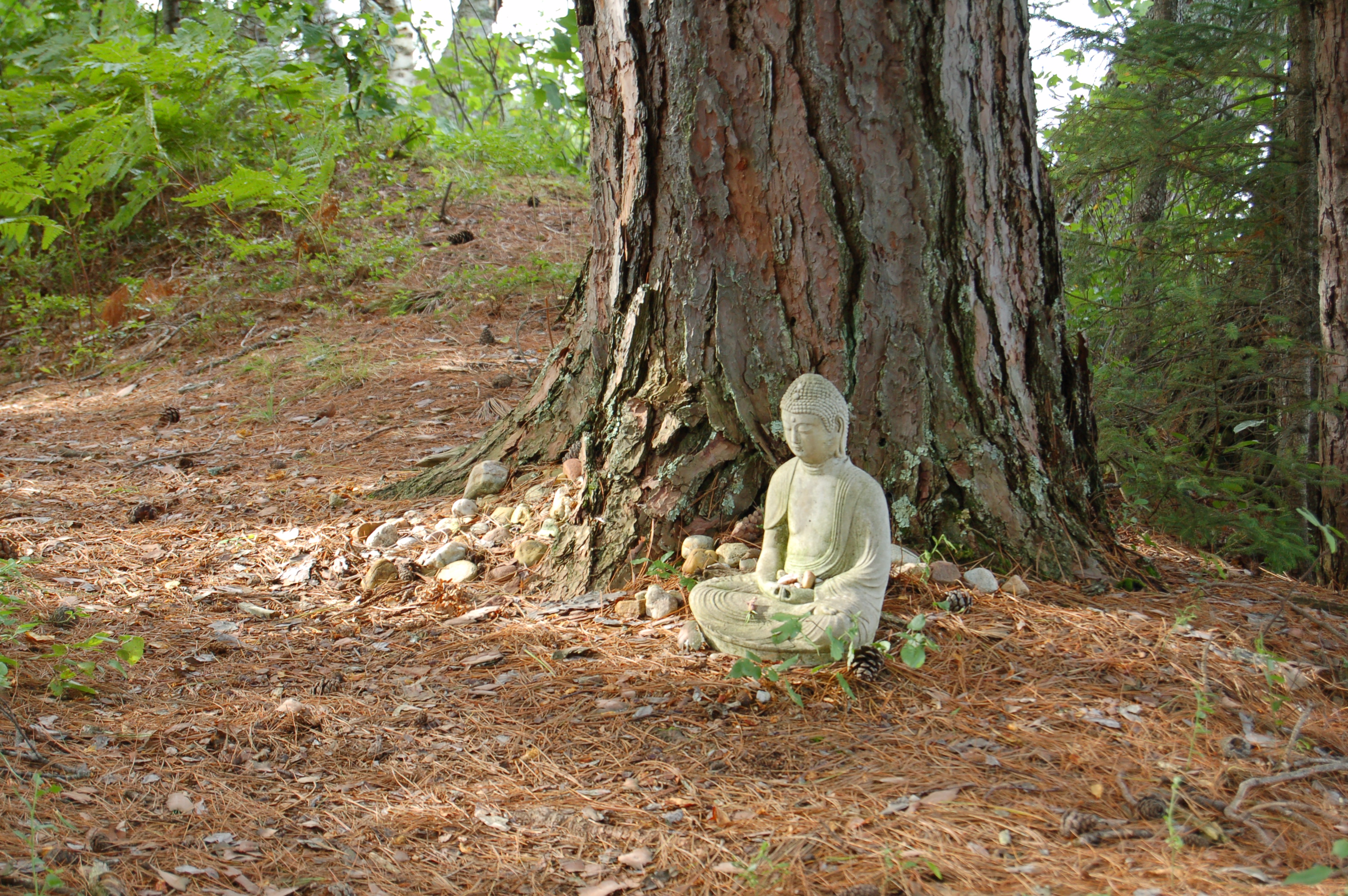 Buddha with stones at foot of the Great Red Pine. For Nature blog post.