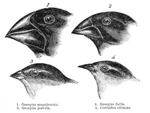 Darwin's finches for epigenetics post