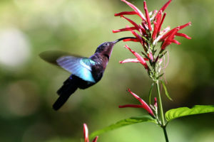 Purple-throated Carib hummingbird for Hope blog post